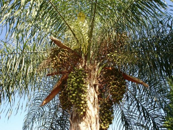 Resultado de imagem para bocaiuva palmeira