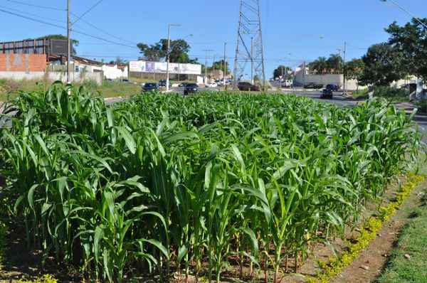 Soja, milho, algodão e girassol são plantados na Avenida das Torres para mostrar à população como é o plantio e o desenvolvimento das principais commodities de Mato Grosso