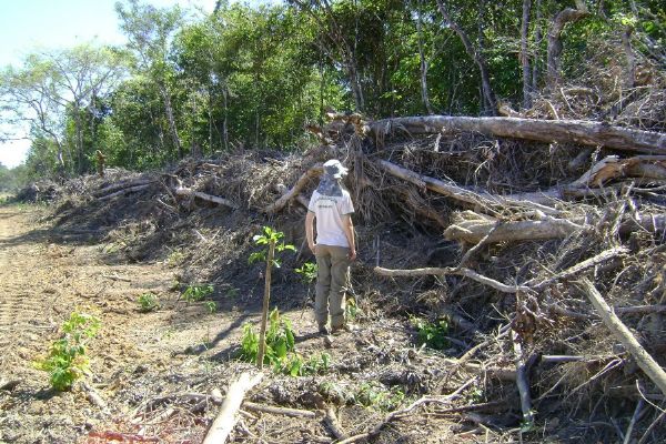 Governo federal cobra compromisso de Mato Grosso diante alta de 40% no desmatamento