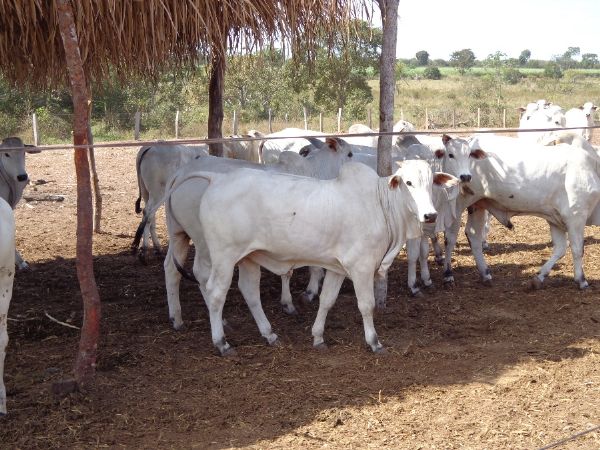 Venda antecipada de gado em Mato Grosso garante rentabilidade de R$ 70 por cabeça no confinamento