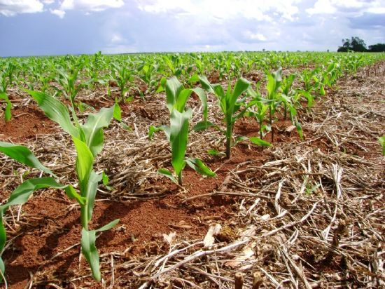 Mais de 800 mil hectares devem ser cultivados fora do período ideal. As lavouras de milho devem ocupar mais de 3,2 mil hectares.