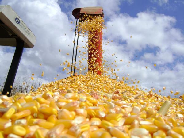 Preço mínimo do milho é reajustado para R$ 16,50/sc em Mato Grosso; valor depende do aval do Conselho Monetário