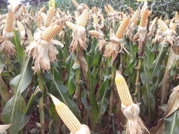 Produtores conseguem semear mais de 50% da área do milho até janela ideal