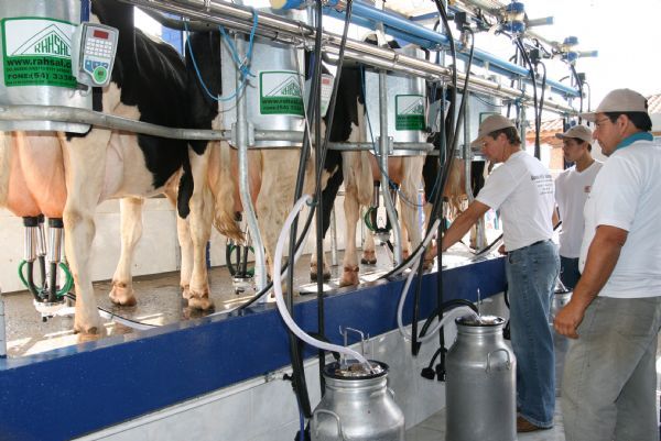 Produtores de leite em Mato Grosso comemoram o bom momento do setor vivido em 2013