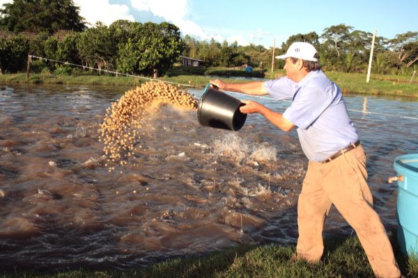 Mato Grosso cai para 2 como maior produtor de peixe no Brasil