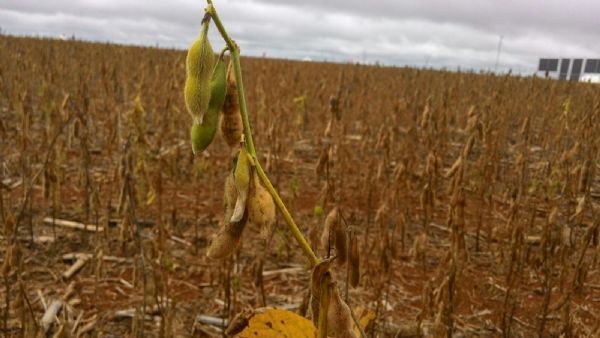 Colheita da soja avança em Mato Grosso, mas produtividade tem 0,12 p.p. de queda