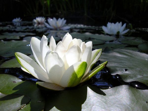 A flor Ltus Branco  usada como metfora para chegar ao auto-conhecimento