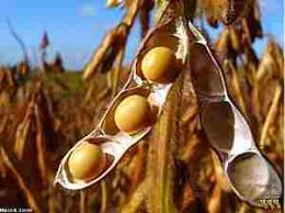 Colheita da soja chega a 80% no Estado; Sapezal e Sorriso lideram