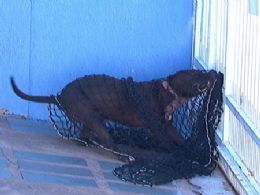 Pit bull ataca e mata o próprio dono na sua casa em Campo Grande (MS)