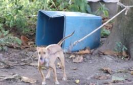 Homem é preso suspeito de estuprar cachorra de vizinha em Mato Grosso