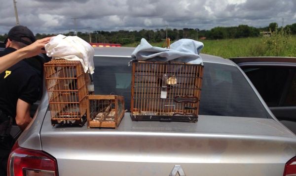 Homem preso com pássaros em extinção paga fiança e é liberado