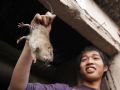 Homem mostra rato a ser abatido para venda em Canh Nau (Foto: Reuters)