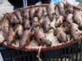Cerca de 100 kg de ratos são vendidos por dia na aldeia (Foto: Reuters)