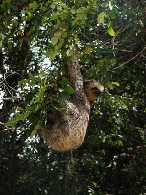 Imagem de bicho-preguiça, espécie endêmica da Amazônia. Se nada for feito para conter a devastação, bioma pode perder até 78 espécies de animais nos próximos anos.