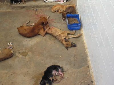 Moradores denunciam matança de cachorros por envenenamento; quase 20 em apenas duas semanas
