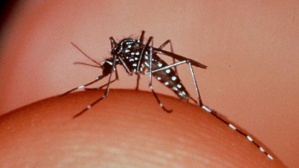 58 cidades de MT apresentam alta incidncia de dengue; Estado registra mais de 12 mil casos