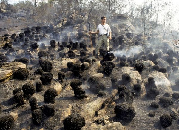 Focos de incêndio crescem 62% em áreas de proteção ambiental, diz Inpe