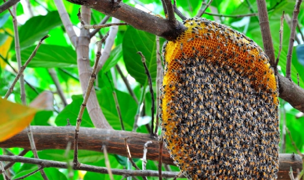 Image result for enxame de abelhas