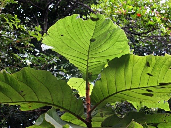Em extinção, maior folha do mundo ainda é encontrada no Amazonas