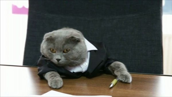 Empresa nomeia um gato como gerente de comunicao na Romnia