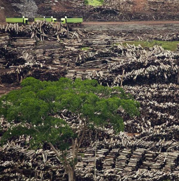 Imagem aérea de desmatamento divulgada pelo Pnuma. No mundo, até comércio ilegal arrecada até US$ 100 bilhões ao ano