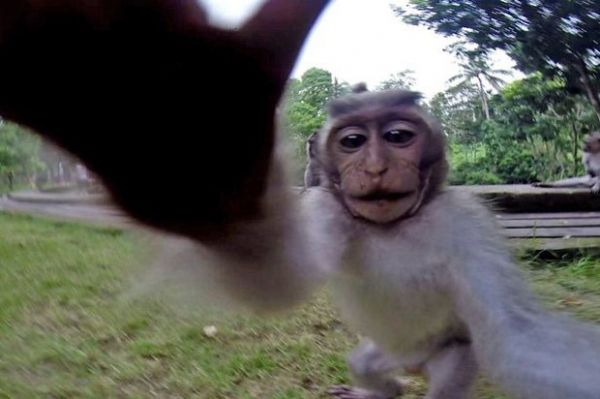 Macaco acabou tirando selfie perfeita sem querer
