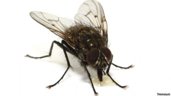 Genoma da mosca dá pistas para cura de doenças