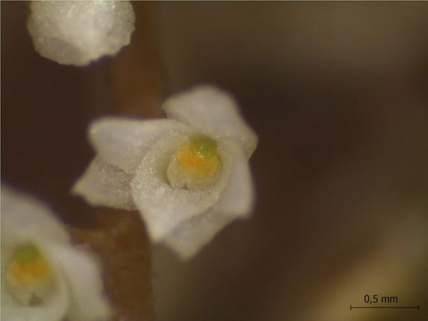 Flor foi fotografada por uma cmera em microscpio