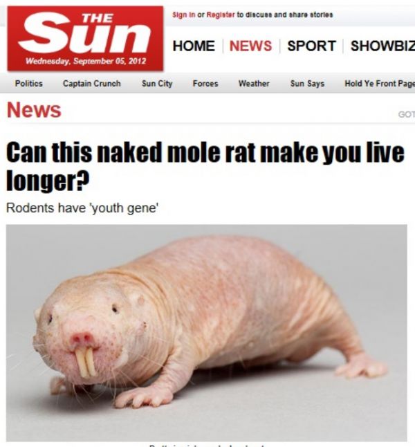 Pesquisa com rato sem pelo pode estender vida humana a até 200 anos