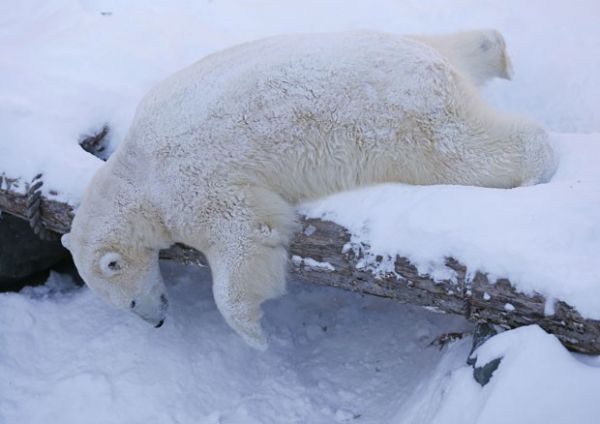 Urso polar tira soneca na 