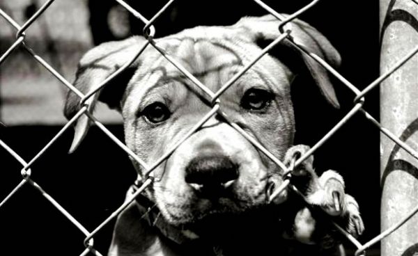 Justiça autoriza a invasão domiciliar para resgate de animais sob maus tratos, explica advogado