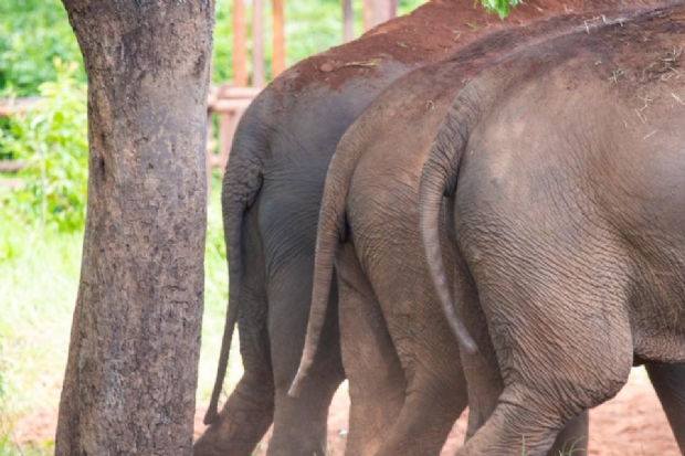 VÃ­deos mostram rotina das trÃªs elefantas que vivem em Chapada dos GuimarÃ£es; Assista!