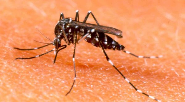 Cuiab corre baixo risco de surto de dengue durante a Copa; Casos em MT tiveram reduo de 80%