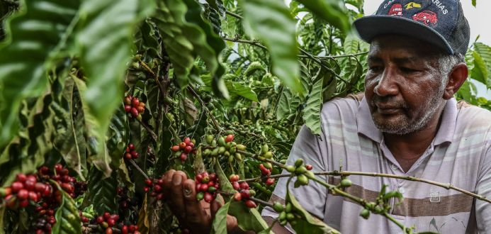 Mauro Mendes comemora aumento da produo de caf: ''no se espante se MT tornar-se um dos maiores produtores''
