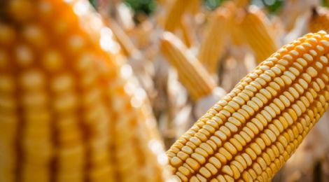 Expectativa de aumento no consumo em usinas eleva projeo de oferta do milho