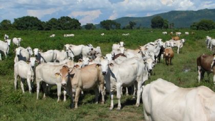 Mato Grosso atinge recorde histrico no volume de abate bovinos no 1 trimestre com mais de 1 milho de cabeas
