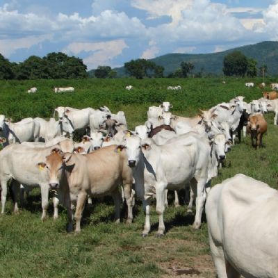MT atinge recorde histrico no volume de abate bovinos no 1 trimestre com mais de 1 milho de cabeas