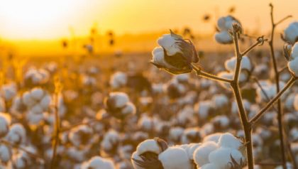 Mato Grosso deve produzir mais de seis milhes de toneladas de algodo na safra 23/24