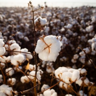Mato Grosso deve produzir mais de seis milhes de toneladas de algodo na safra 23/24
