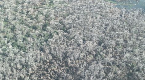 Deputado sobrevoa Pantanal e diz que destruio  mais grave: ''cemitrio de rvores''