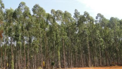 Silvicultores de Mato Grosso no precisam mais de licena ambiental para plantio de rvores destinadas  extrao de celulose