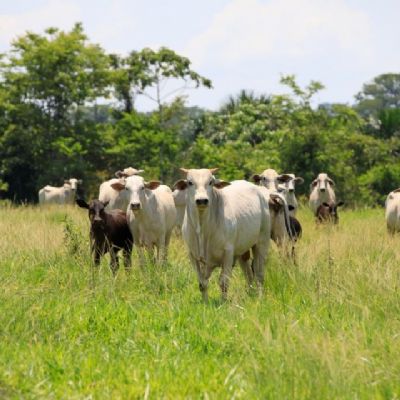 Mato Grosso registra recorde com exportaes e abate de bovinos superior a 600 mil