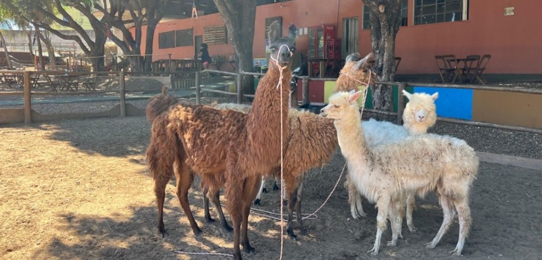 'Fazendinha urbana' aberta para visitao ganha lhamas e alpacas em Cuiab