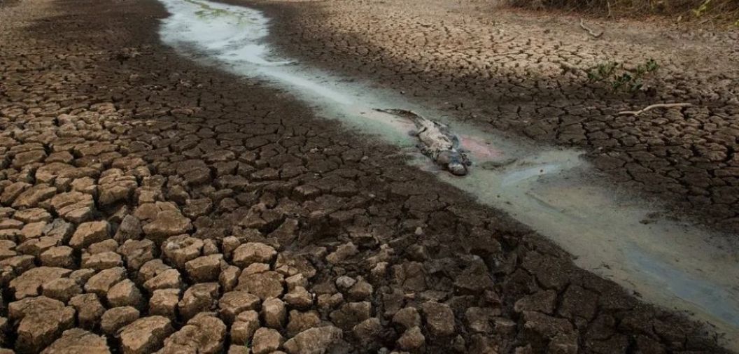 Mais de 17 milhes de animais morreram no Pantanal durante incndios de 2020; confira dados