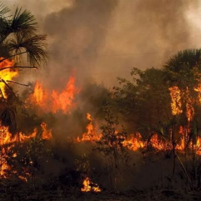 Ministrio do Meio Ambiente decreta estado de emergncia em Mato Grosso