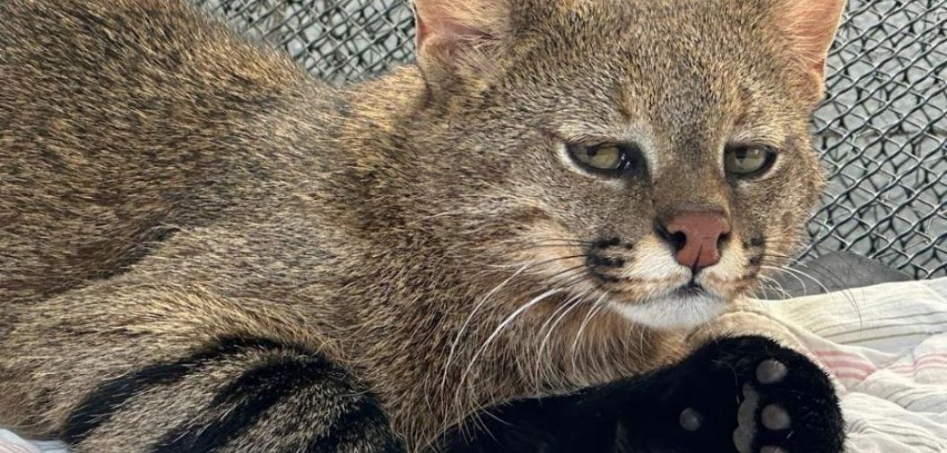 Gato-palheiro resgatado em MT passa a viver em zoolgico de SP para reproduo da espcie