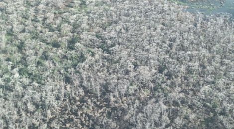 Deputado sobrevoa rea do Pantanal e diz que destruio  muito mais grave: ''cemitrio de rvores'' (Crédito: Ilustrao)