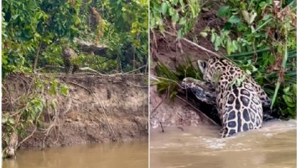 Fotgrafo de MT registra ona-pintada pulando em rio e atacando jacar no Pantanal