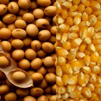 Em RJ por R$ 128 milhes, Grupo familiar  cobrado por empresa de SP a entregar toneladas de milho e soja