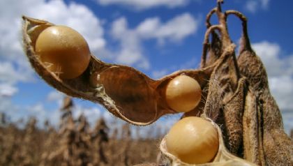 Produtor de soja em Mato Grosso vai poder identificar melhor poca para plantio do gro